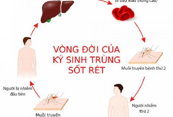 NHỮNG ĐIỀU CẦN BIẾT ĐỂ PHÒNG TRÁNH BỆNH SỐT RÉT